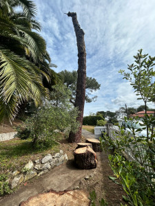 Photo de galerie - Coupe d’arbre 