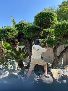 Photo de galerie - Taille oliviers 