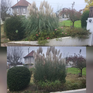 Photo de galerie - Petite remise en forme des pampas et du buisson 