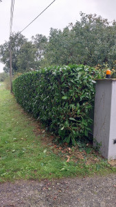 Photo de galerie - Taille de haies et d'arbustes