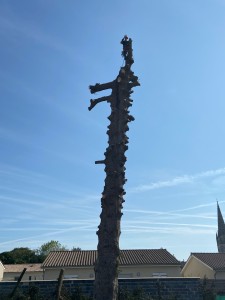 Photo de galerie - Elagage et coupe d'arbres