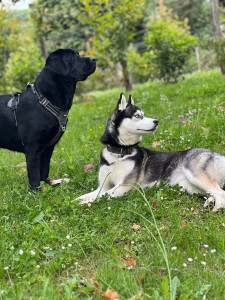 Photo de galerie - Propriétaire du husky