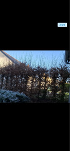 Photo de galerie - Taille de haies et d'arbustes