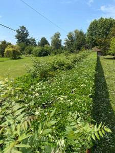 Photo de galerie - Taille d’une haie de 70m de long par 3 de large 