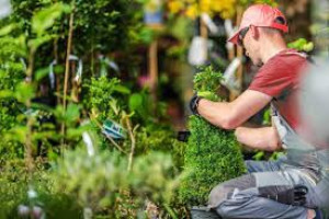 Photo de galerie - Aide au jardinage et autres travaux si besoin