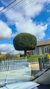 Photo de galerie - Taille en boule d'un arbre de 3 mètres de haut sur 4 de large