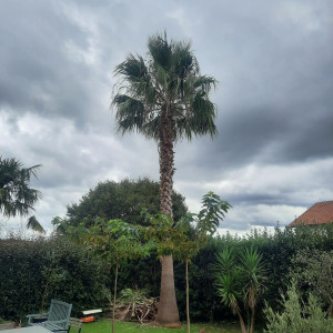 Photo de galerie - Taille palmiers 
