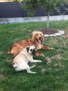 Photo de galerie - Garde chien