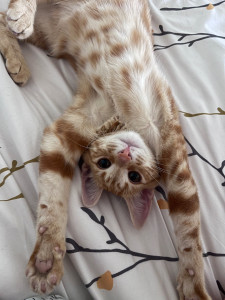 Photo de galerie - Garde de Findus 