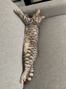 Photo de galerie - Mon chat         