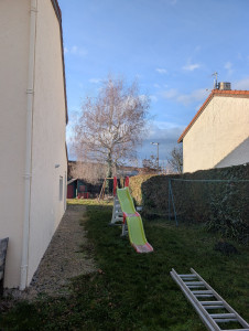 Photo de galerie - Avant taille bouleau 
