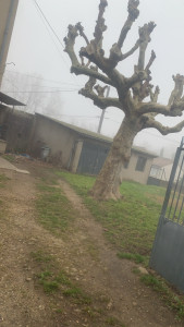 Photo de galerie - Entretien de petit arbres 