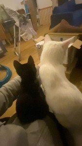 Photo de galerie - Je sais m’occuper des animaux chat comme chien