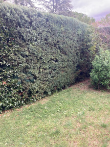 Photo de galerie - Taille de haies et d'arbustes