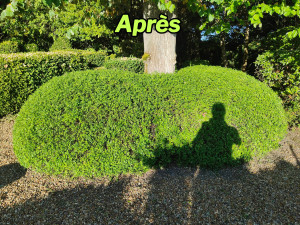 Photo de galerie - Après: Taille 