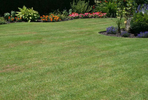 Photo de galerie - Tonte + Coupe bordure