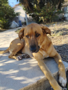 Photo de galerie - Djerba, chien créole, et meilleure copine de baballe ?