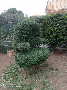 Photo de galerie - Taille de haies et d'arbustes