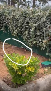 Photo de galerie - Abattage l’arbre