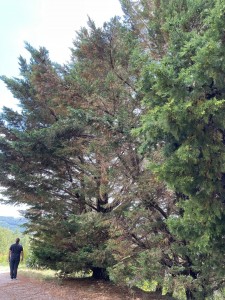 Photo de galerie - Sapins à élaguer