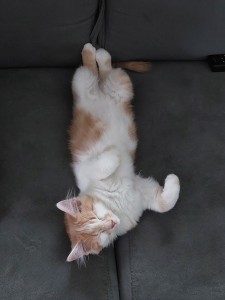 Photo de galerie - Momo qui faisait sa sieste pendant ses vacances
