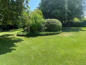 Photo de galerie - Entretien des massifs 