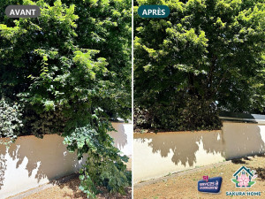 Photo de galerie - Elagage et coupe d'arbres