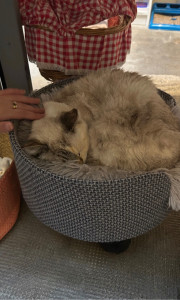 Photo de galerie - Garde d’un chat 