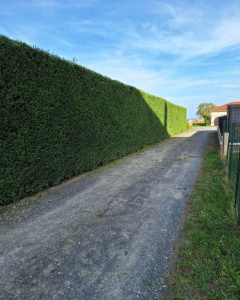 Photo de galerie - élagage et taille de haies 