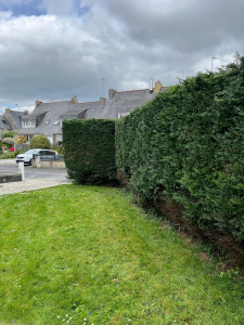 Photo de galerie - Taille de haies