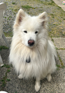 Photo de galerie - Garde de chien
