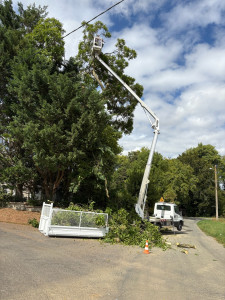 Photo de galerie - Abattage avec évacuation 