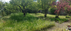 Photo de galerie - Tonte de pelouse - Débroussaillage