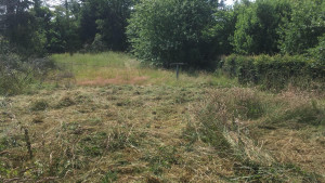 Photo de galerie - Tonte de pelouse - Débroussaillage