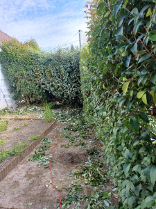 Photo de galerie - Taille de haies et d'arbustes