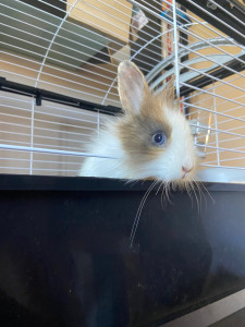 Photo de galerie - Garde animaux