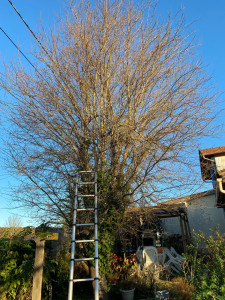 Photo de galerie - Taille de prunus à côté d une terrasse 