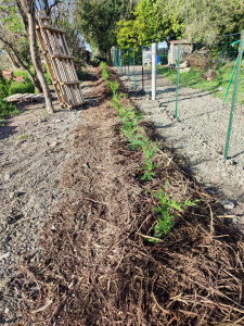 Photo de galerie - Réalisation d'une clôture et d'une haie sur 40m de long.