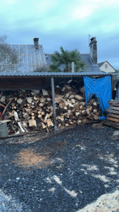 Photo de galerie - Coupe de tron d’arbre 