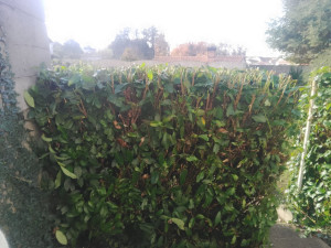 Photo de galerie - Bonjour je vous propose mais service espace vert pour la taille de haie tonte et débroussailleuse enlèvement de déchet compris plus petit travaux de maison 