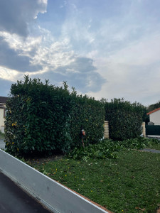 Photo de galerie - Taille de haies et d'arbustes