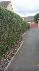 Photo de galerie - Taille de haies 