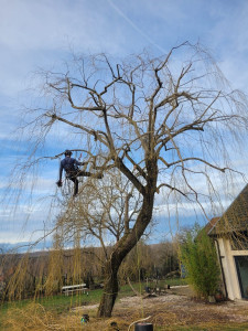 Photo de galerie - Saule pleureur
Taille allègement 