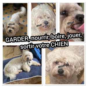 Photo de galerie - GARDER, nourrir, boire, jouer, sortir votre CHIEN