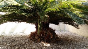 Photo de galerie - Taille des branches basses du palmier