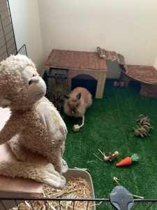 Photo de galerie - Garde animaux