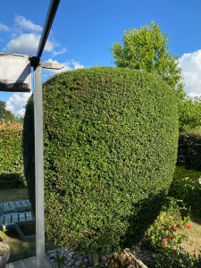 Photo de galerie - Taille de haies et d'arbustes