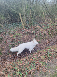 Photo de galerie - Garde de Hati pendant la formation de sa maman ?