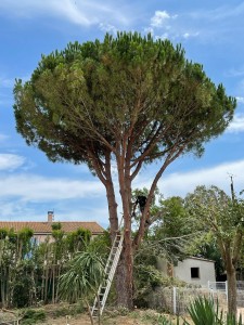 Photo réalisation - Elagage et coupe d'arbres - La Main Verte - Perpignan (Haut Vernet 1) : Taille de pin 