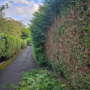 Photo de galerie - Taille de haies et d'arbustes